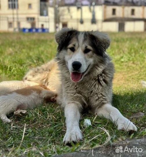 Ищем дом для замечательной Тори