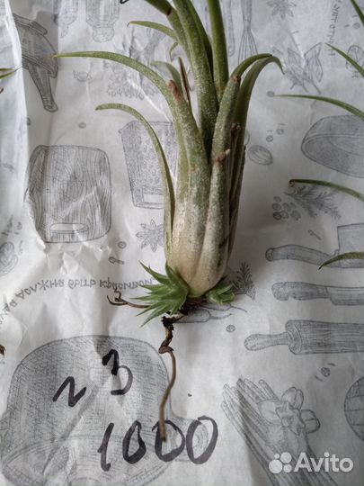 Тилландсия атмосферная