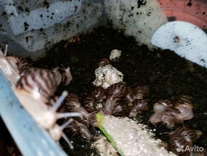 Улитки ахатины