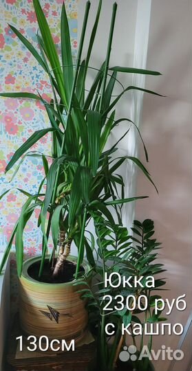 Комнатные цветы