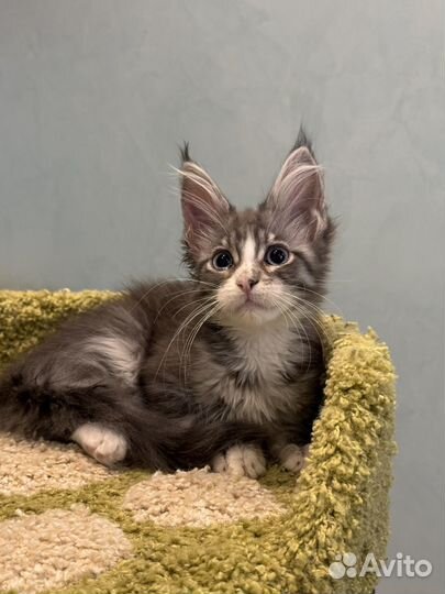 Мейн-кун девочка с голубыми глазами