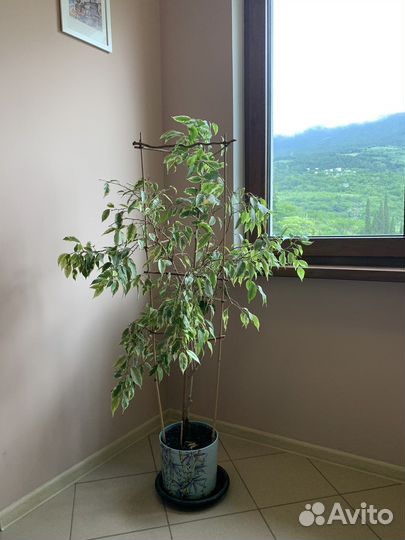 Фикус бенджамина