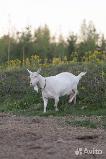 Передержка сельхоз животных