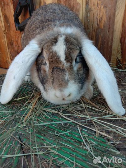 Кролики великаны