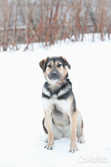 Собака в добрые руки Муха ищет дом