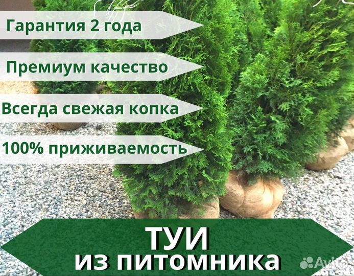 Туи, самшит, голубые ели из Питомника EcoLux Park