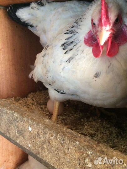 Домашнее яйцо инкубационное