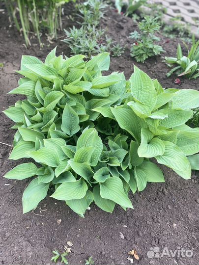 Хосты, папоротник