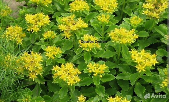 Очиток султан