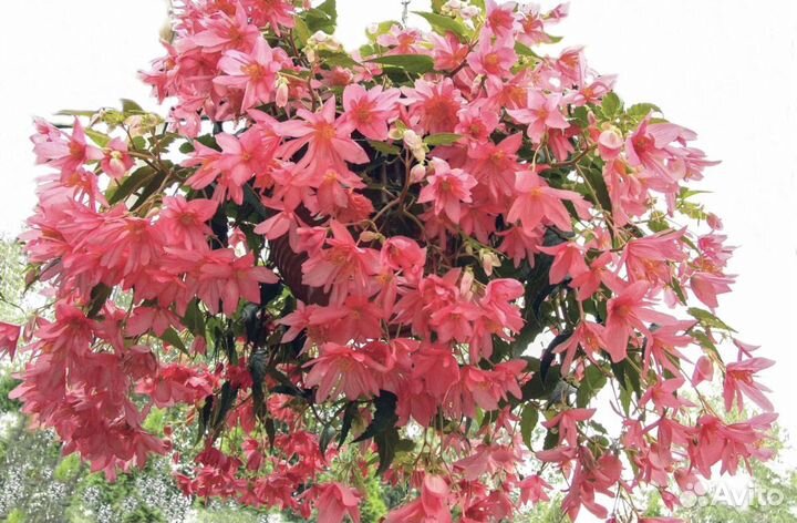 Бегония ампельная корневая