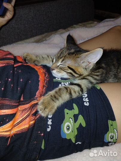 Отдам котенка в добрые руки