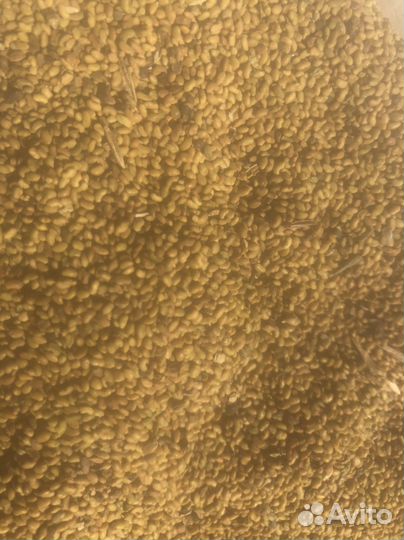 Семена люцерны