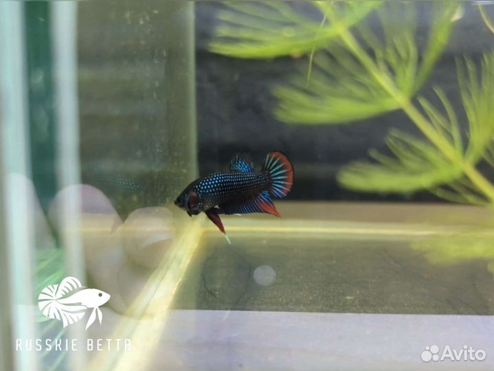 Петушок рыбка имбелис (дикая форма)