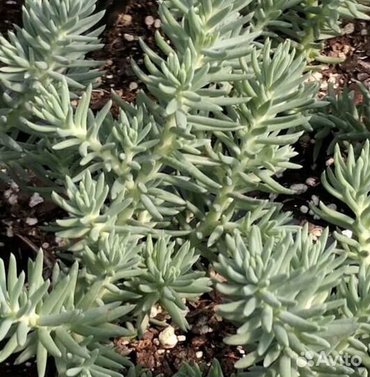 Садовые многолетние цветы Очиток седум