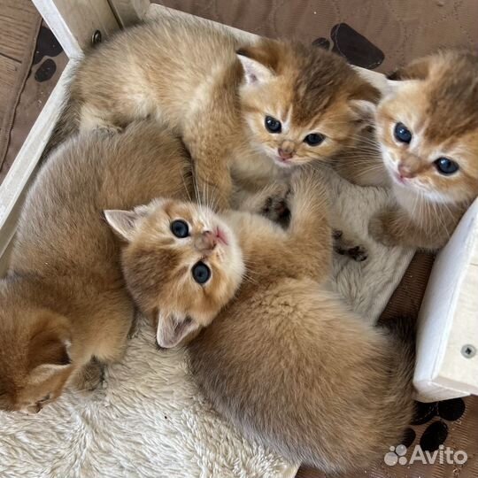 Шотландские вислоухие и прямоухие котята