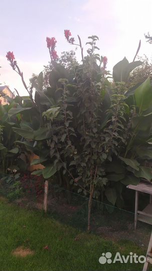 Растения для сада