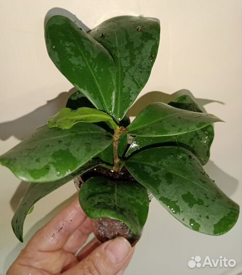 Сортовые фикусы