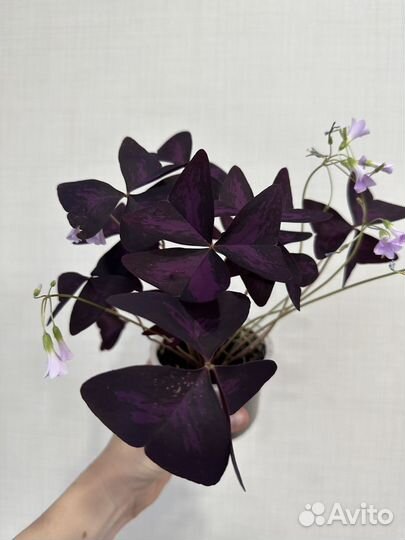 Кислица оксалис