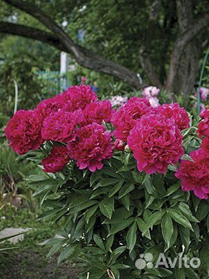 Пион Felix Supreme