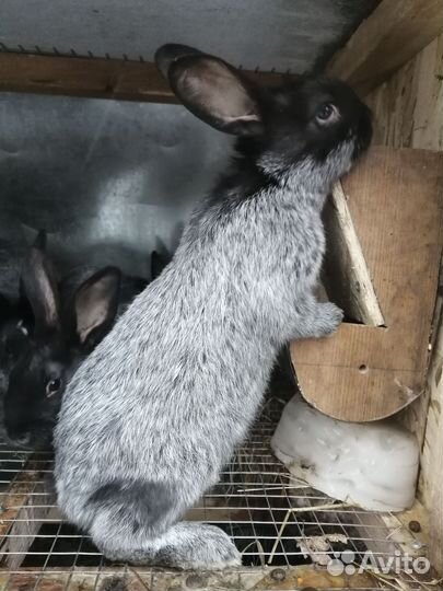 Полтавское серебро