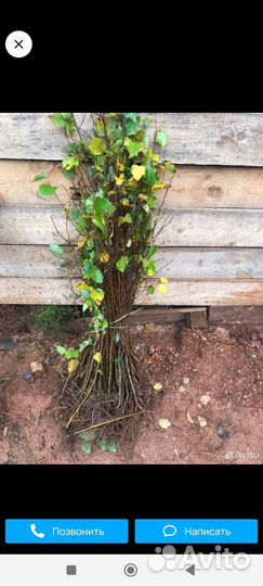 Саженцы берёзы, саженцы береза