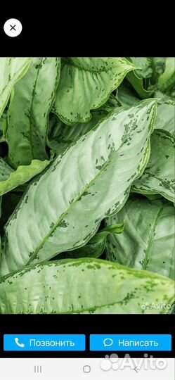 Аглаонема Фридман