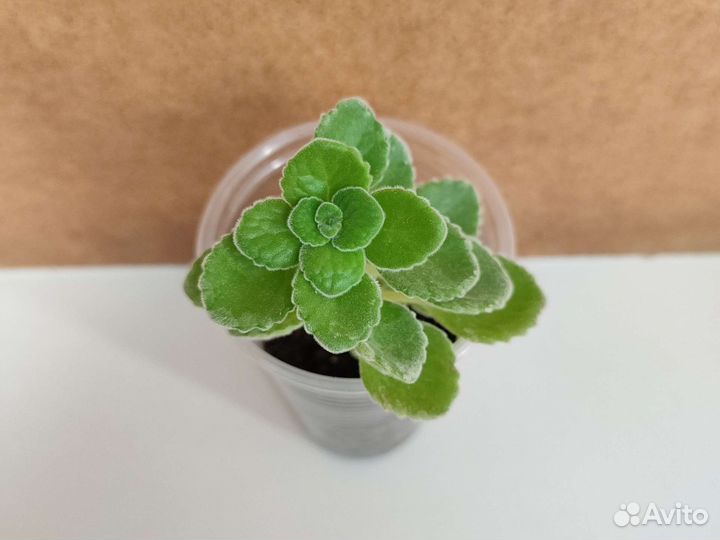 Плектрантус томентоза