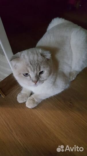 Кот на вязку