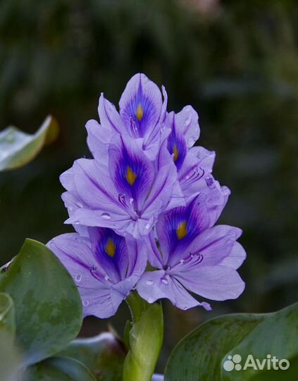 Водный гиацинт