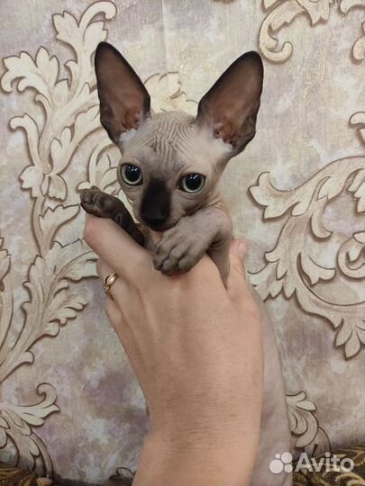 Канадский сфинкс котенок