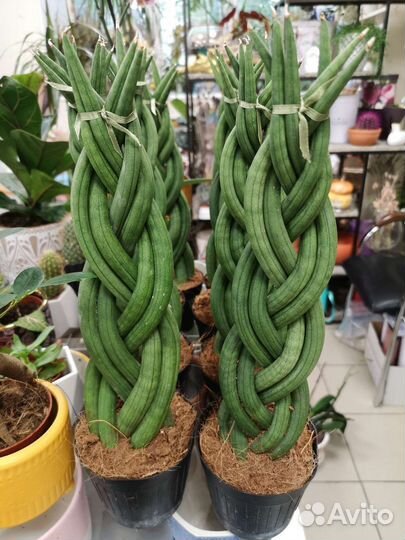 Сансевиерия цилиндрика Комнатные растения