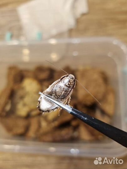 Кормовой мраморный (пепельный) таракан