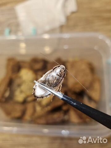 Кормовой мраморный (пепельный) таракан