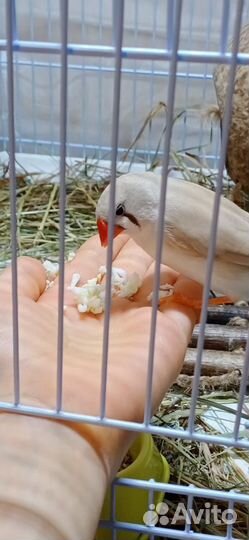 Зебровые амадины