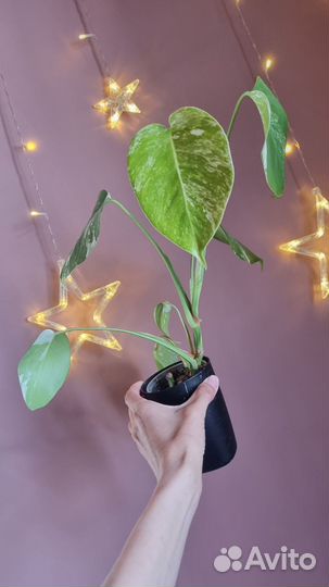 Монстера альба