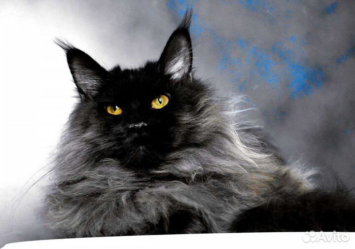 Кокси - Мейн-кун