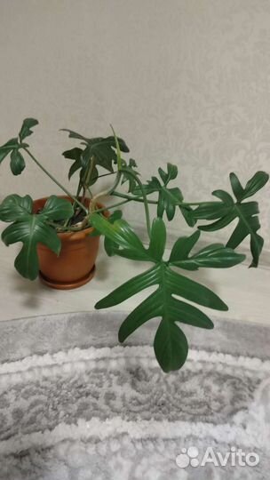 Филодендрон