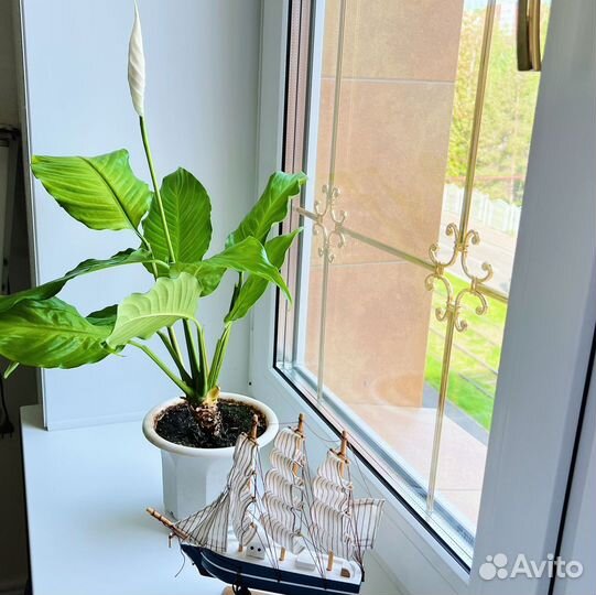 Спатифиллум - цветы любви