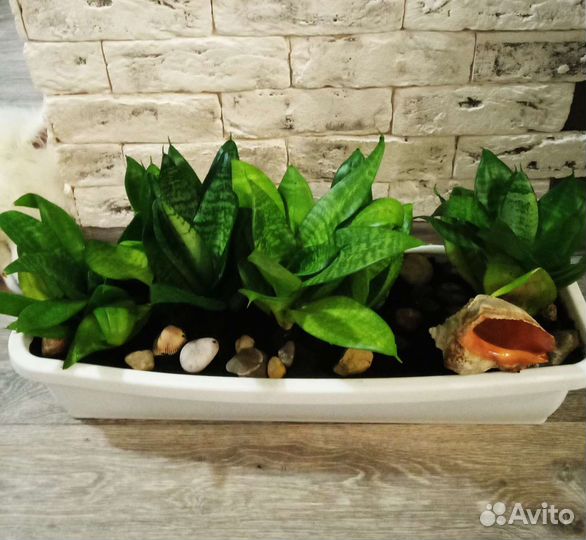 Сансивиерия