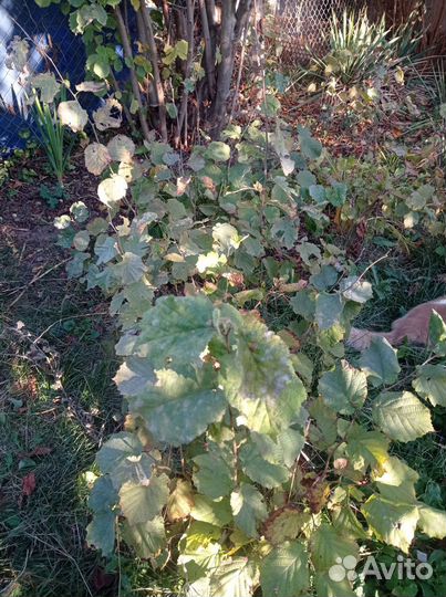 Саженцы лесной орех