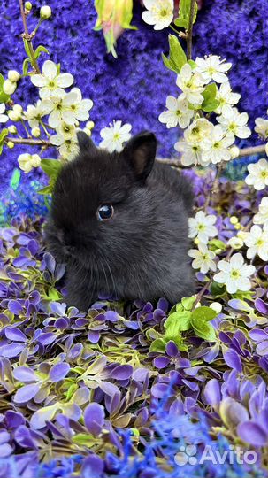 Mini Кролики декоративные