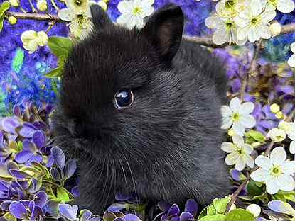 Mini Кролики декоративные