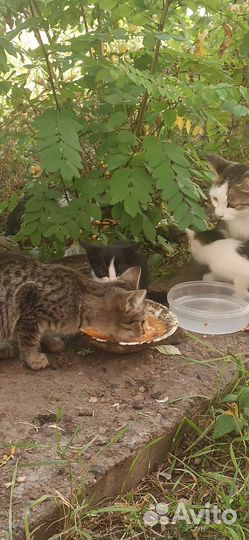 Котята в добрые руки