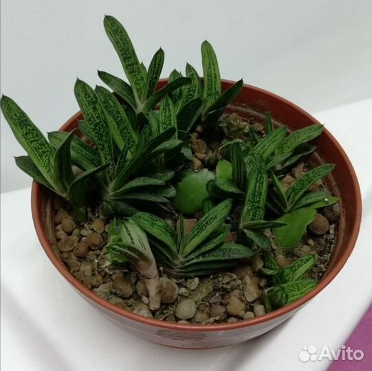 Детки суккулента Гастерии Литл Варти