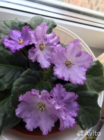 Фиалка silent prayer сайлент прайер сортовая