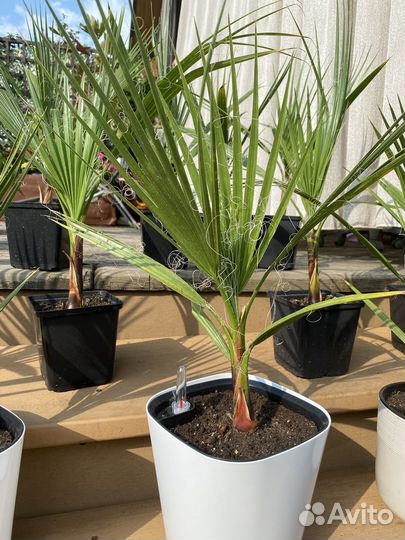 Пальма Вашингтония нитевидная