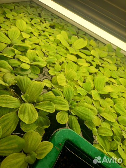 Аквариумное растение Пистия