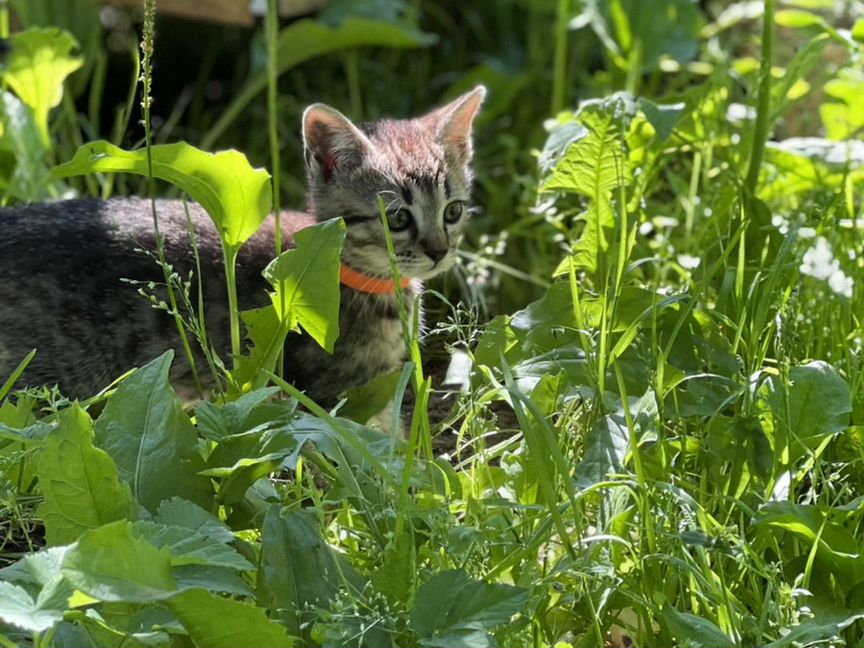 Котенок бенгальской кошки