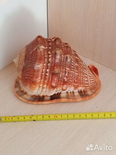 Раковины морские