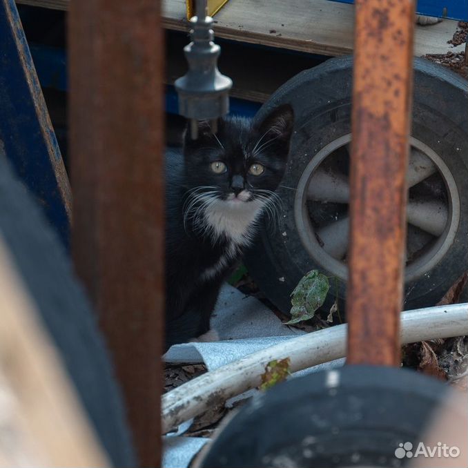 Котенок девочка живет на промзоне